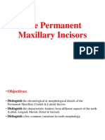 The Permanent Maxillary Incisors