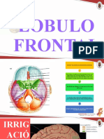 Anatomia Lobulo Frontal