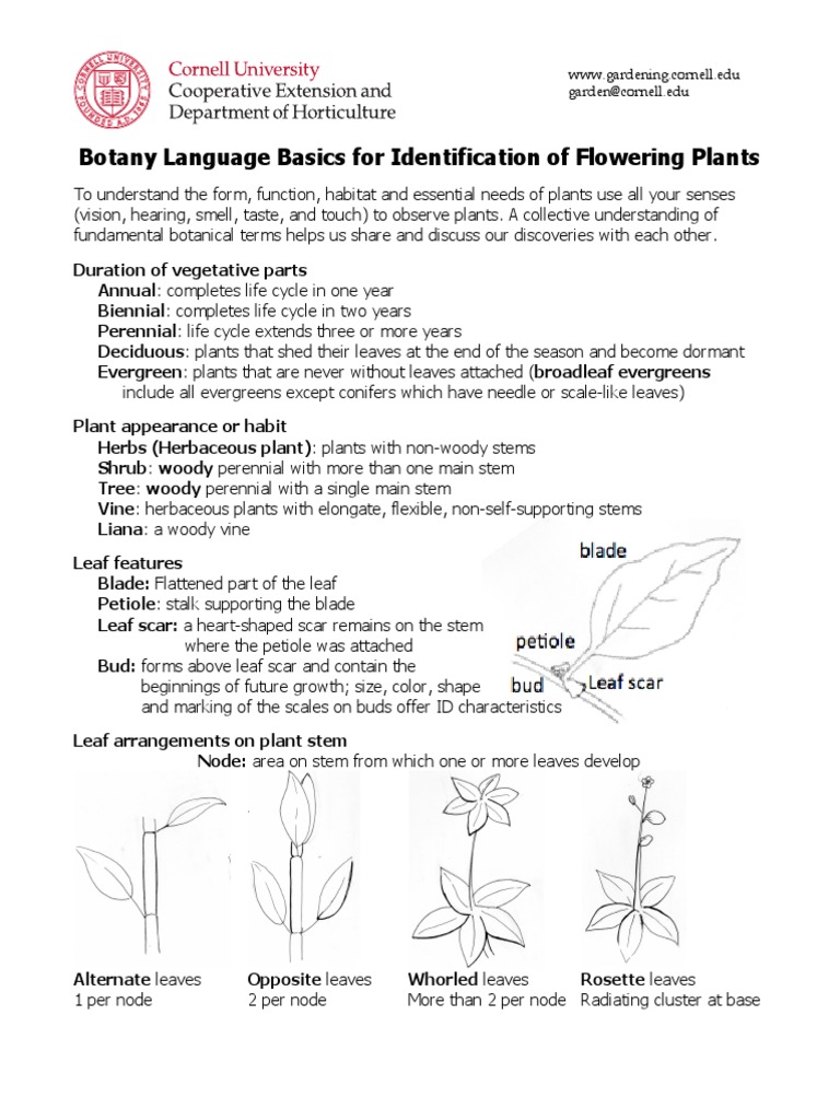 Botany Language Basics For Identification of Flowering Plants PDF