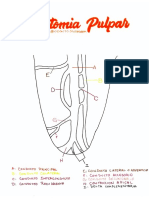 Apuntes Odonto Studygram PDF