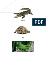 Animales reptiles.docx