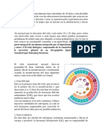 El Ciclo Menstrual