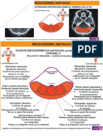 Mesodermo Antiguo