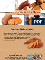 batata.pptx