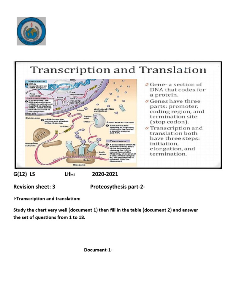 Transcription and Translation Guide | PDF | Translation (Biology) | Rna