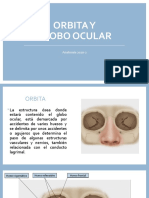 Anatomía del globo ocular y la órbita