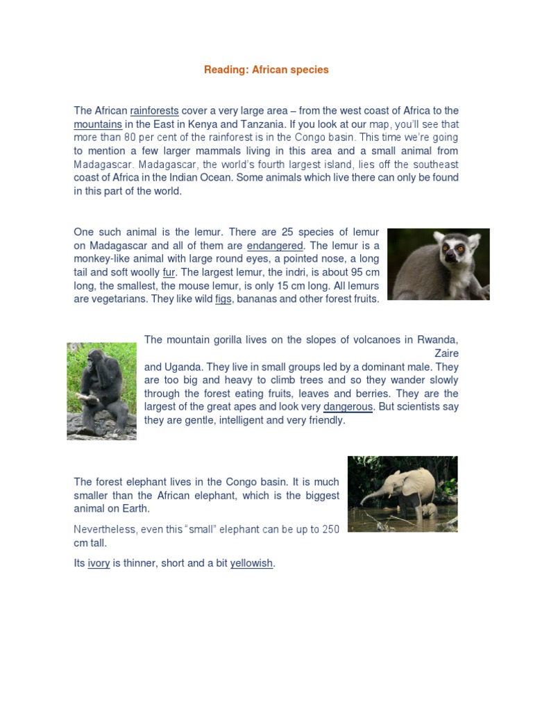 African Rainforest Mammals Overview | PDF