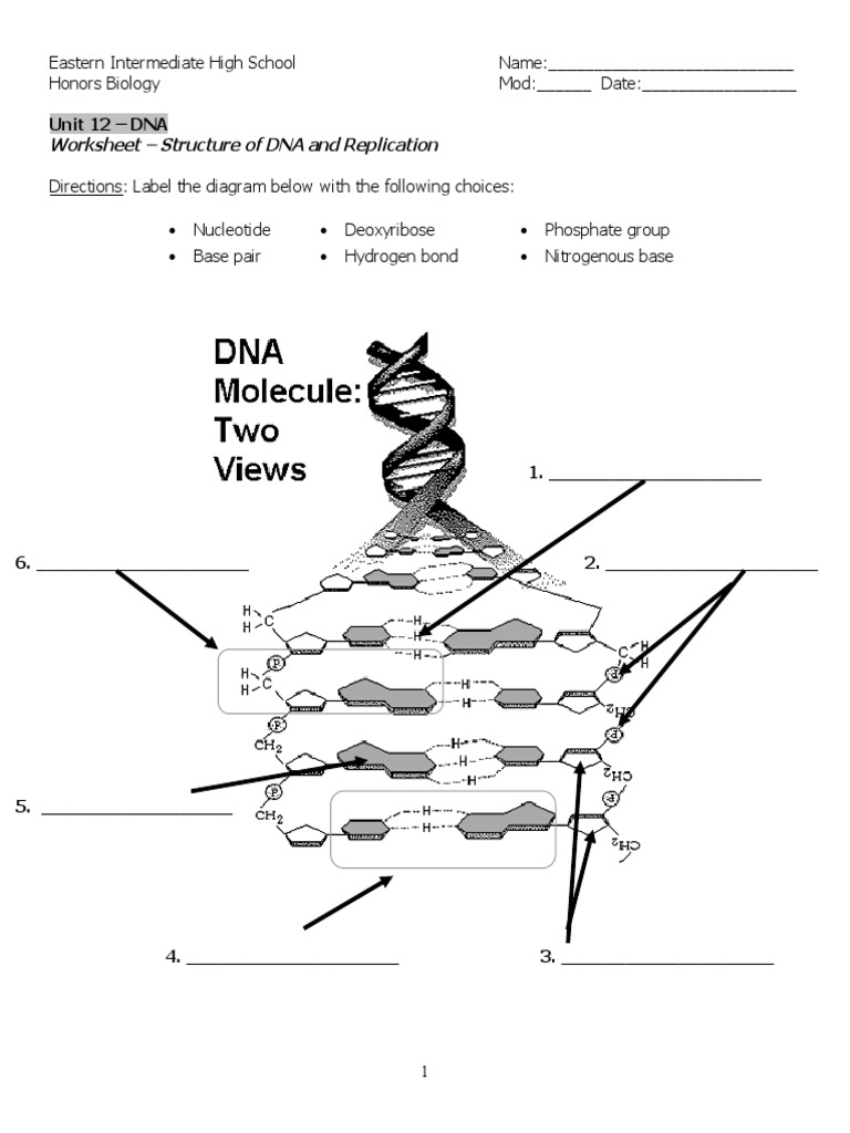 Unit 12 - DNA Worksheet - Structure of DNA and Replication | PDF
