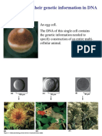 DNA Genetic Information