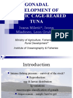 Gonadal Development of Adriatic Cage-reared Tuna - Ivana Miletic, Ivona Mladineo, Leon Grubisic