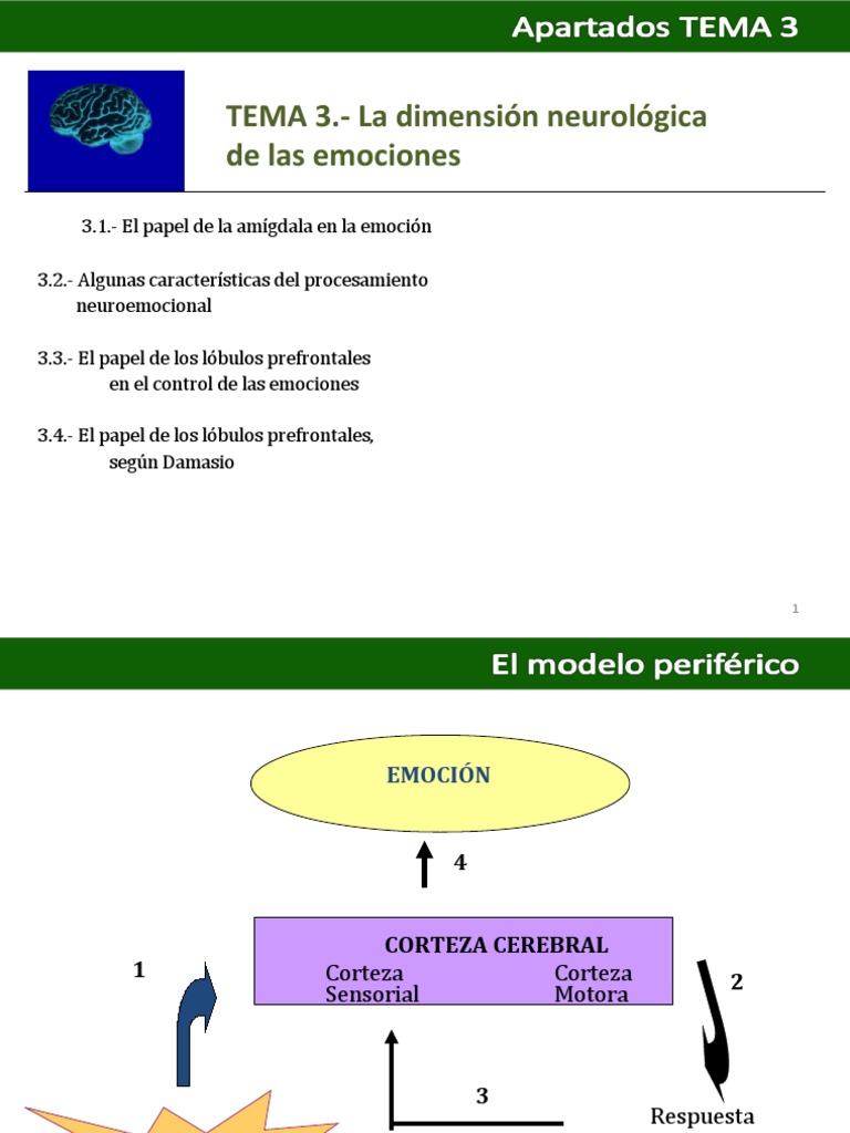 Neurología de las emociones y su control | PDF | Amígdala | Las emociones