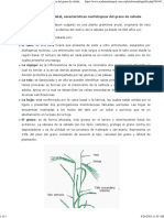 Identificación Varietal, Características Morfológicas Del Grano de Cebada