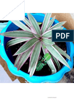 Amazing Plants.pdf