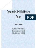 12arroz Hibrido. Curso FAO-Chile Cesar Martinez
