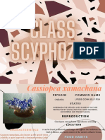 Class Scyphozoa PDF