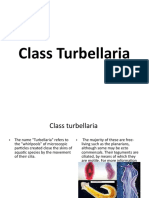 Class Turbellaria