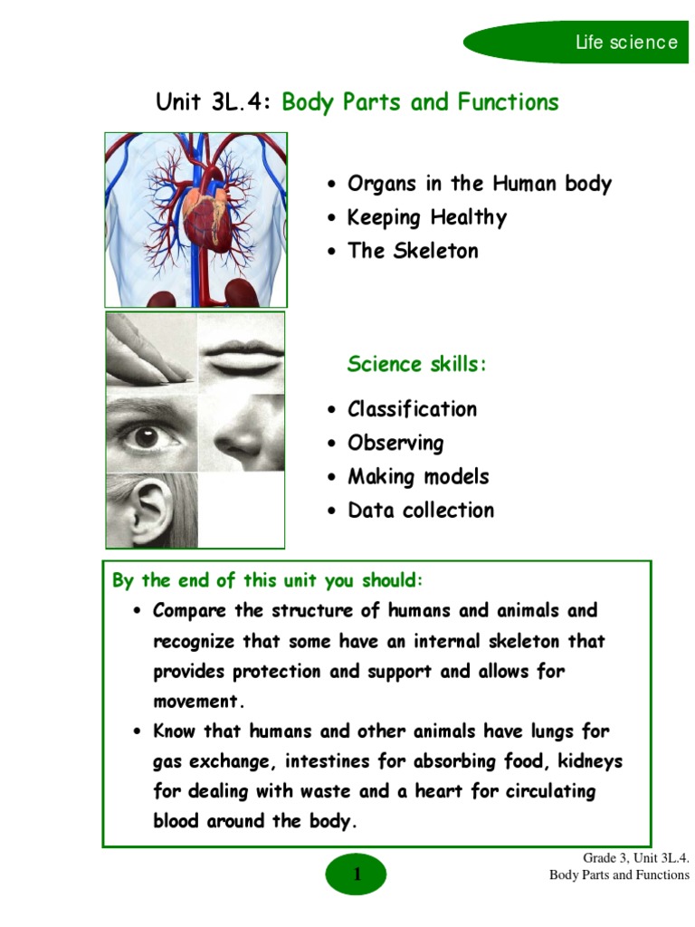 Body Parts and Their Functions for Grade 3 | PDF | Human Body | Skeleton