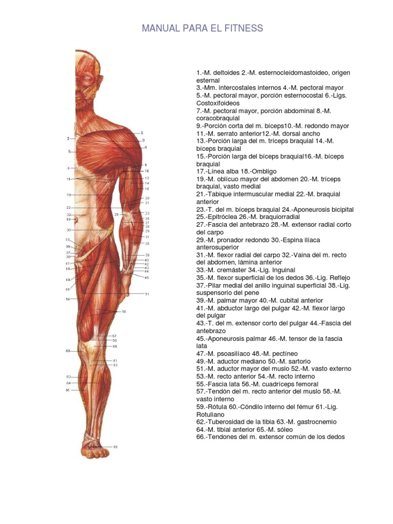 Agarre medio supinación pro Nº2