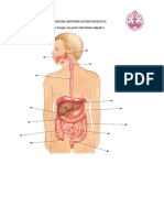 Guia de Aprendizaje Anatomia Sistema Disgestivo