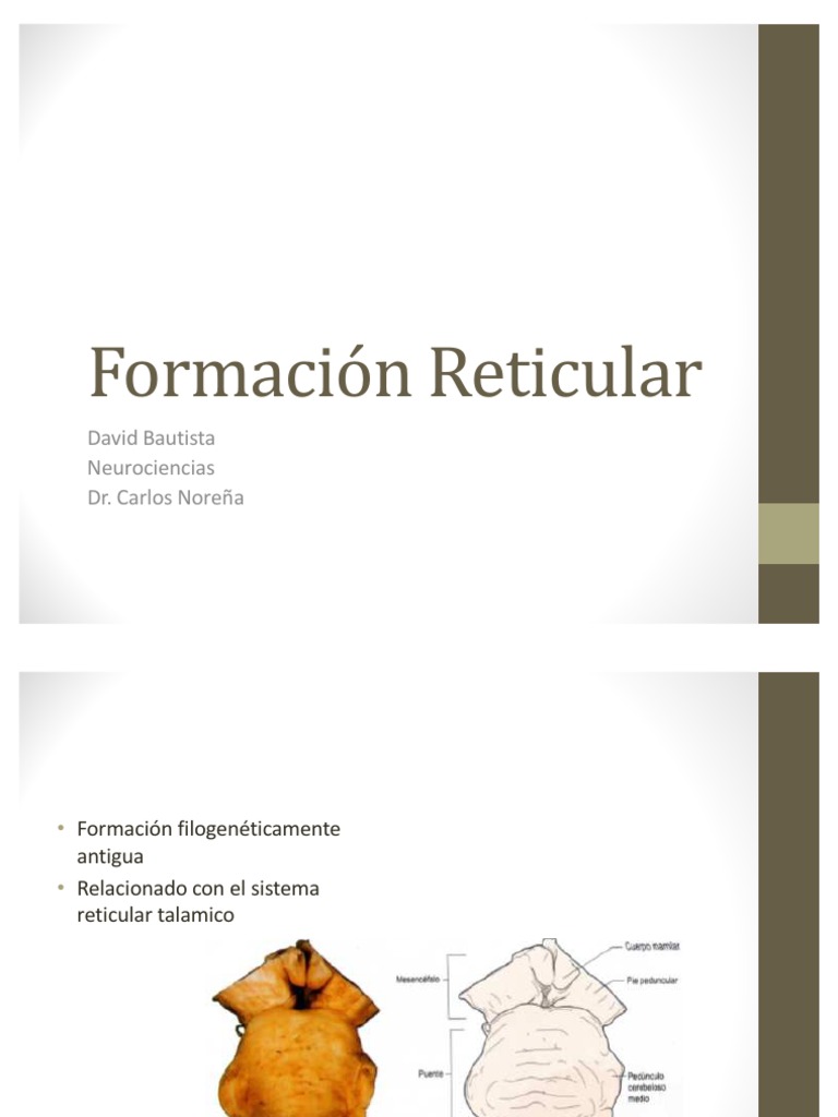 Formación Reticular | PDF | Neurociencia | Sistema nervioso