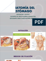 Anatomía Del Estómago PDF