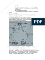 Qué Son Los Hongos