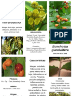 Copia de Bunchosia Glandulifera PDF