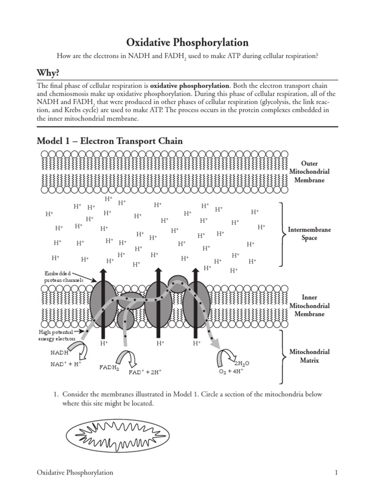 Pogil Ox Phos S Pdf Cellular Respiration Adenosine Triphosphate