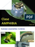 Anfibios