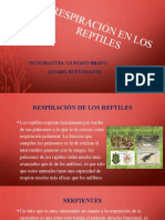 Respiración en Los Reptiles