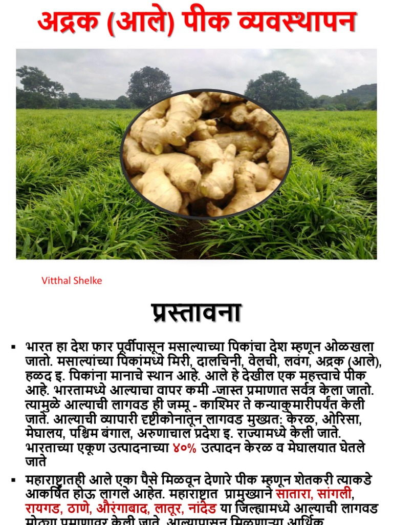 Ginger Management Marathi Final PDF