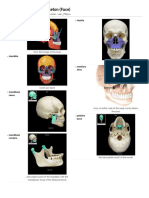 Axial Skeleton (Face) PDF