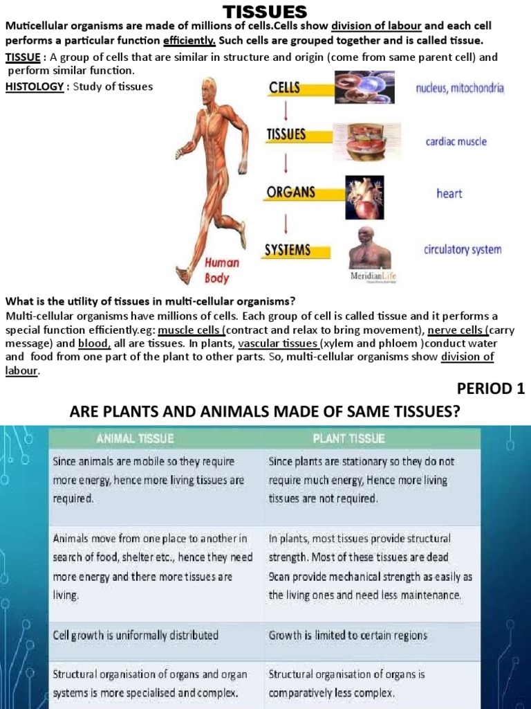 9tissuesppt 150802072720 Lva1 App6892 | PDF | Epithelium | Tissue (Biology)