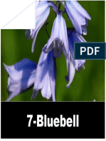 7 Bluebell