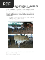 RECONOCER LAS CARACTERÍSTICAS DE LAS DIFERENTES RAZAS DE GANADO BOVINO