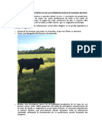 Identificar las generalidades del ganado bovino actividad 1 -2