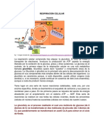 Respiración celular.pdf