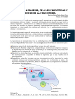Inmunidad Adquirida PDF