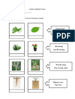 SCIENCE WORKSHEET YEAR 1 Plants