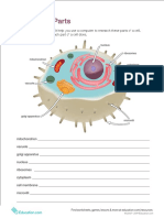 Functions of Cell Organelles