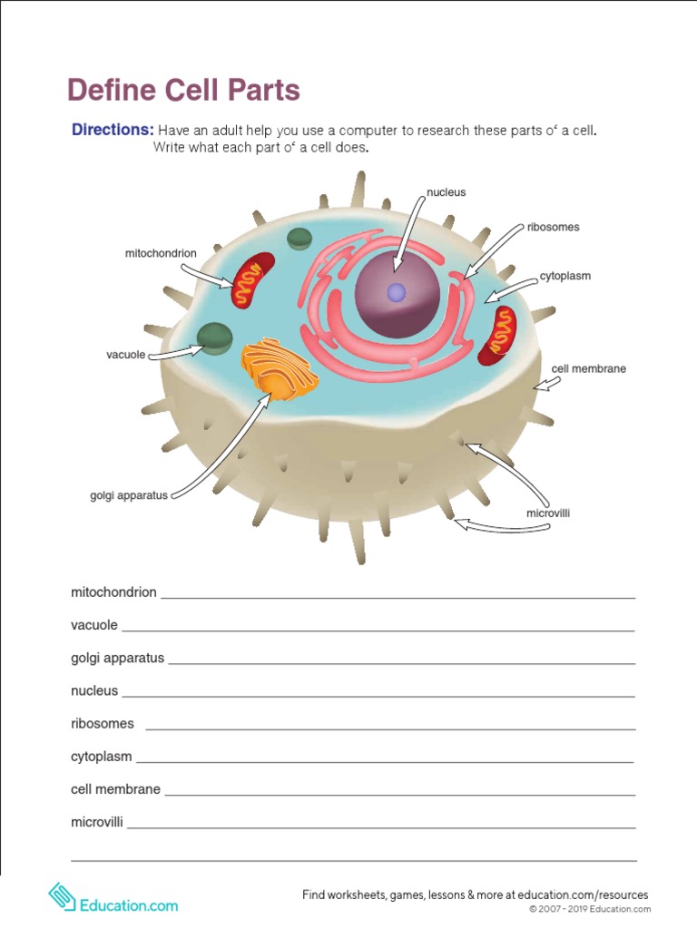Functions of Cell Organelles | PDF