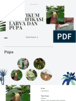 Praktikum Identifikasi Larva Dan Pupa