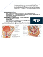 III. 13. Uretra feminina.docx