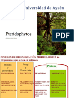 Helechos: características y clasificación