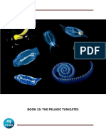 E-Book Tunicate