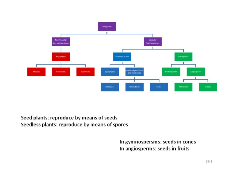 Seed Plants Reproduce by Means of Seeds Seedless Plants Reproduce by