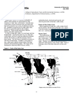 judgingdairycattle.pdf