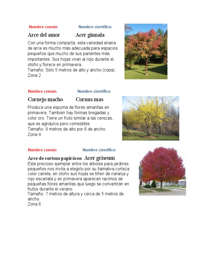 Bosques Mixtos de Roble – Pino – Hicoria del Sureste – Pangea, image size:768x1024