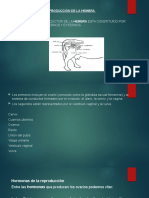 Organos de Reprodcuccion Del Bovino