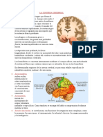 LA CORTEZA CEREBRAL exposicion